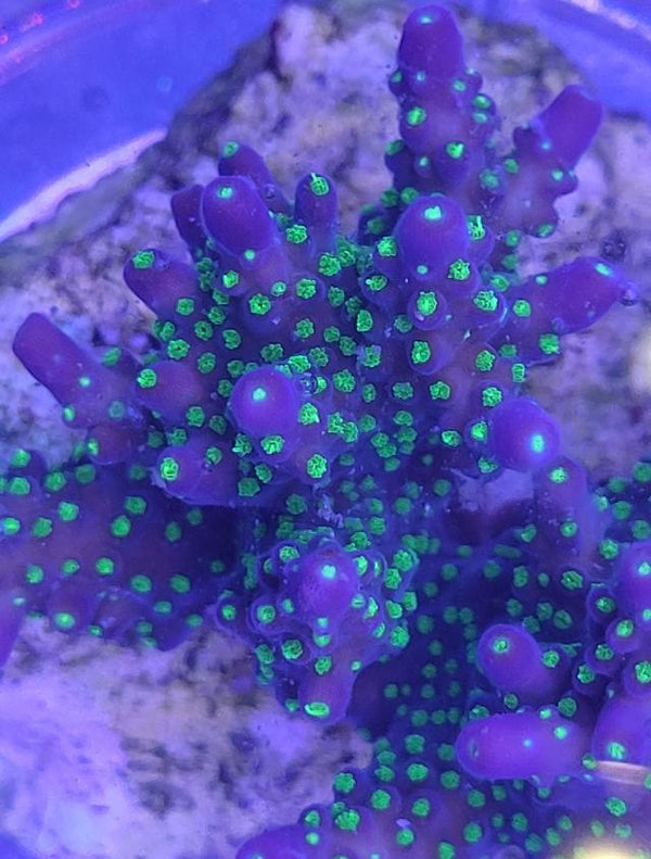 Acropora Bali tricolor korallenableger