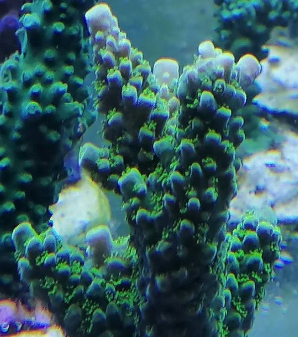 Acropora Enzmann grün korallenableger