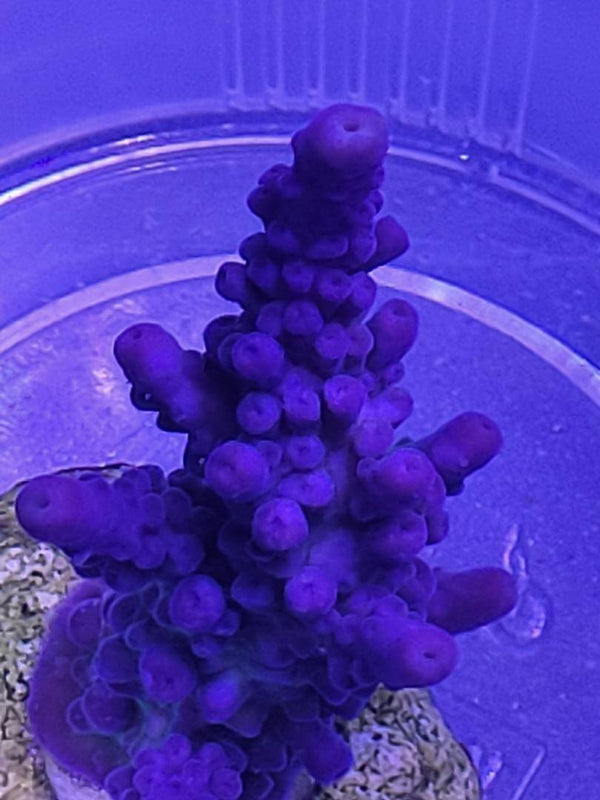 Acropora gomezi lilablau korallenableger