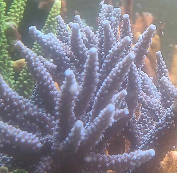 Acropora staghorn blau korallenableger