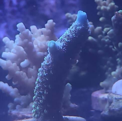 Acropora Yeti korallenableger