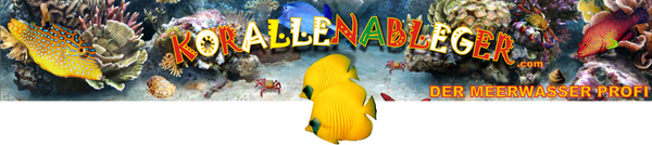 Seegurke im Aquarium-Eine potenzielle Gefahr?