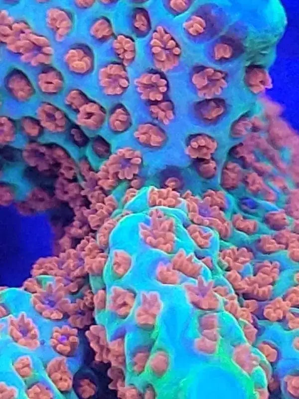 Montipora Forest Fire - Korallenableger.com