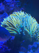 Euphyllia Holy Grail Banana 1 Kopf