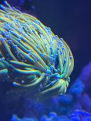 Euphyllia Holy Grail Banana 1 Kopf