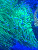 Euphyllia Toxic Green