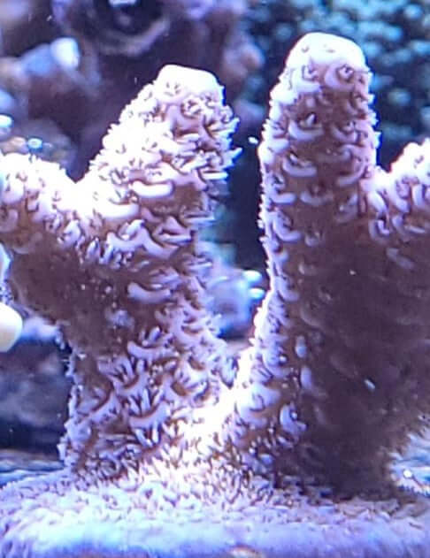 Acropora millepora orange korallenableger