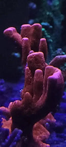 Montipora digitata rot korallenableger 