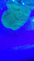 Montipora Platte grün korallenableger 
