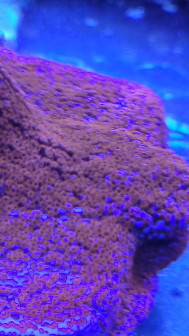 Montipora superman Bali blue Polyps red korallenableger