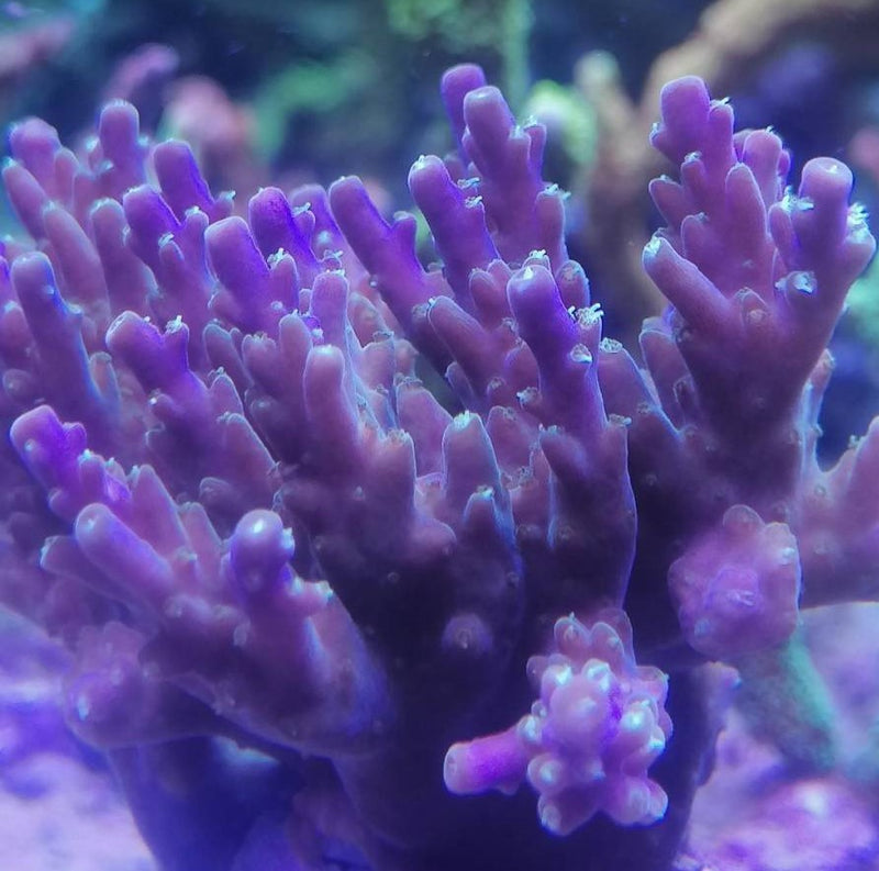 Acropora valida lila /rose korallenableger