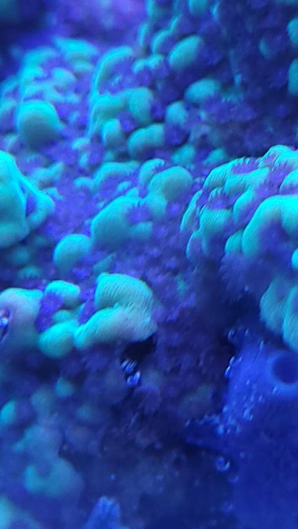 Montipora capitata grün/blau korallenableger