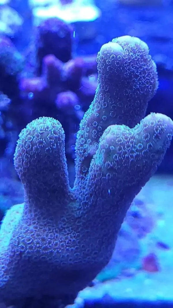 Montipora digitata blau korallenableger 