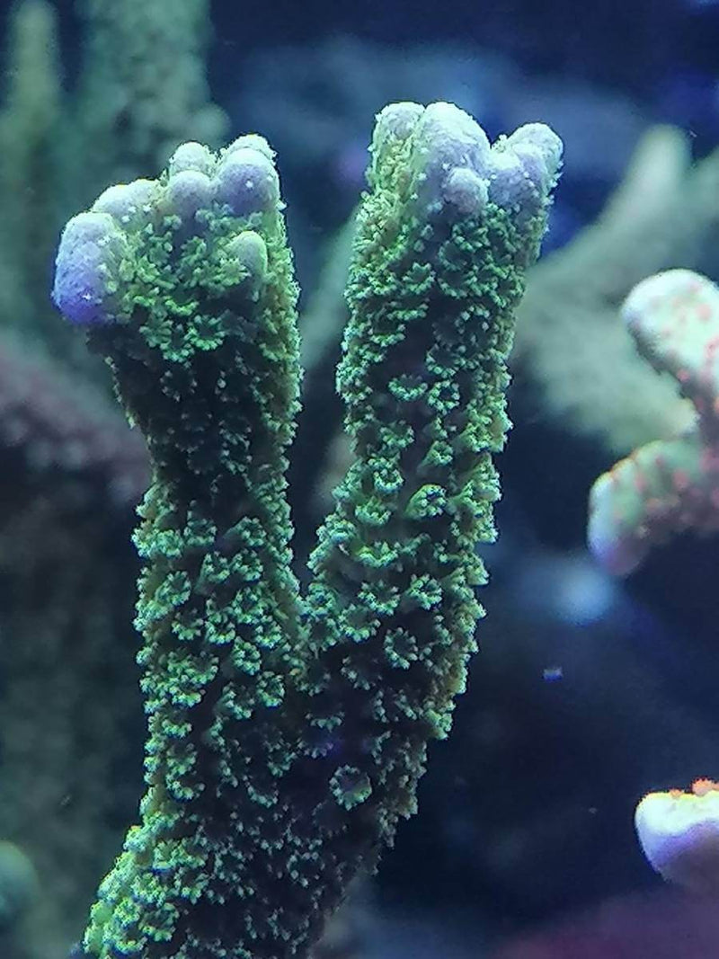 Knallbuntes Montipora Einsteiger Set...6 Ableger  59€ korallenableger