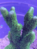 Montipora digitata grün korallenableger 