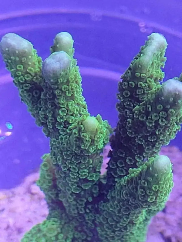 Montipora digitata grün - Korallenableger.com