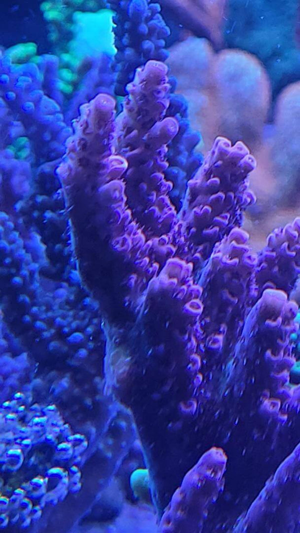 Acropora hyacinthus Red Planet  pink/grün korallenableger