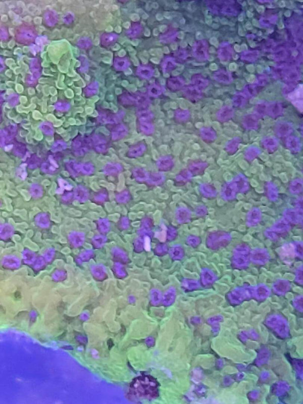 Montipora Mystic Sunset korallenableger