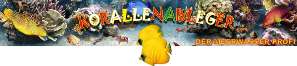 Korallenableger.com