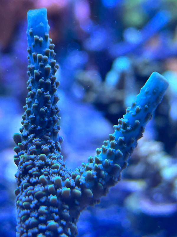 Acropora Yeti korallenableger