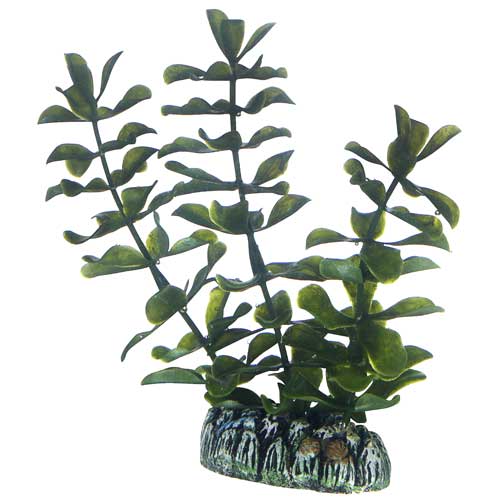 Bacopa  13 cm, SB Hobby