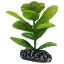 Saururus  7 cm, SB Hobby