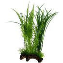 Flora Root 1, L  30 cm, SB Hobby