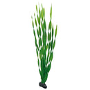 Vallisneria  60 cm, SB Hobby